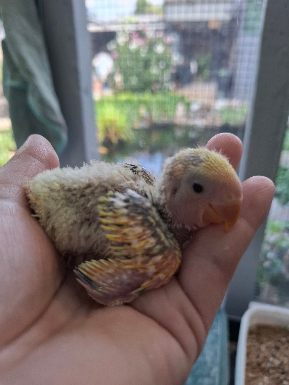 roseicollie babys handtam BONTE, Dieren en Toebehoren, Vogels | Parkieten en Papegaaien