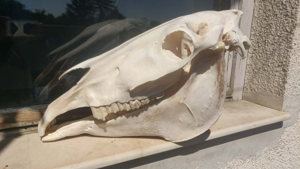 Schedel paard paardenschedel anatomie compleet 52cm, Verzenden, Gebruikt, Paard, Schedel