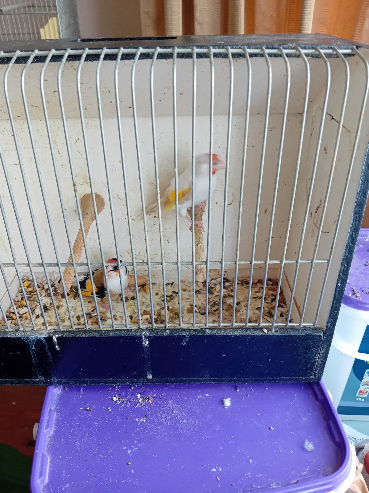 Bonte distelvink man 25 x satinet distelvink pop 25, Dieren en Toebehoren, Vogels | Kanaries