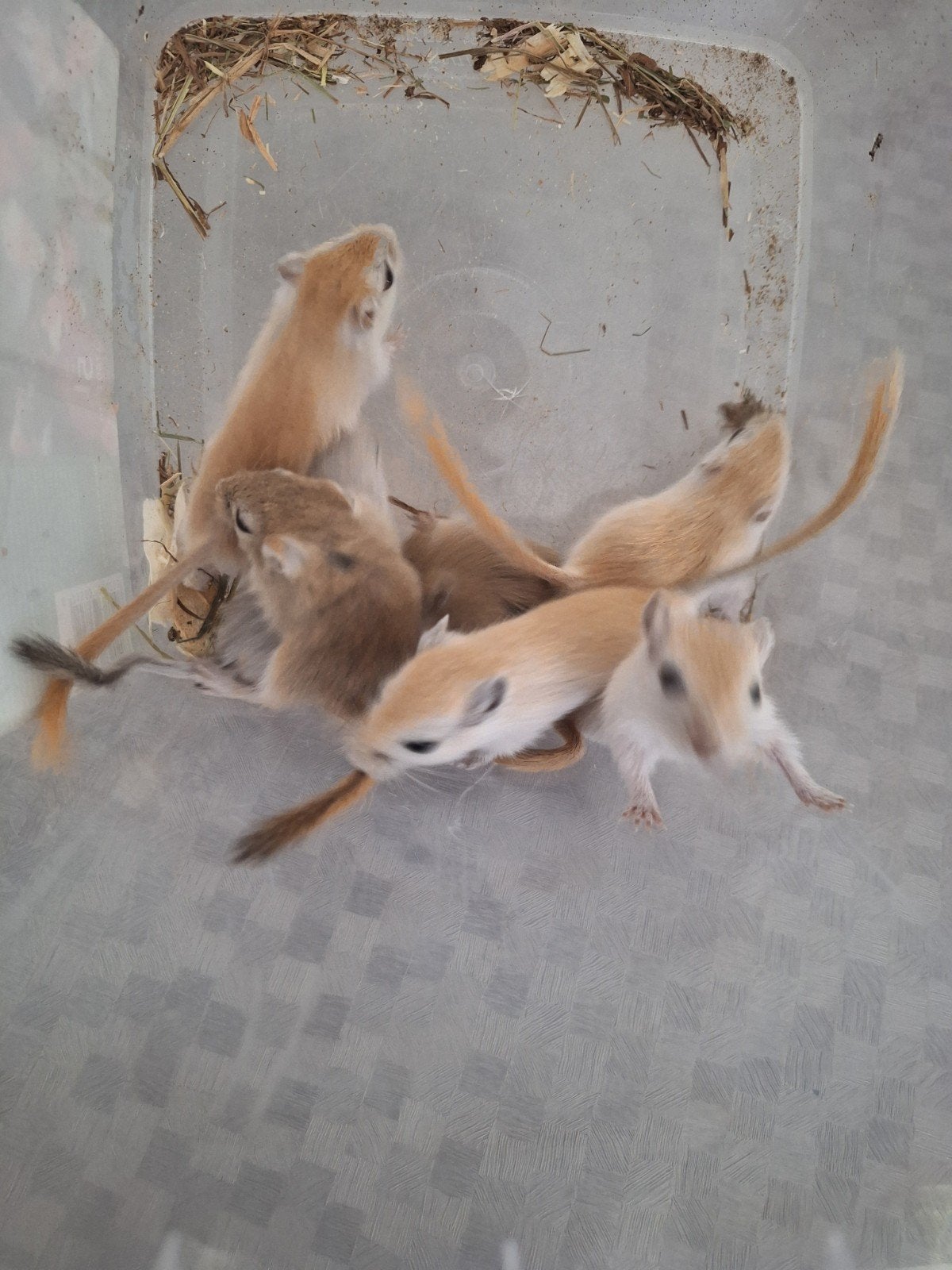 Jonge gerbil pups, Dieren en Toebehoren