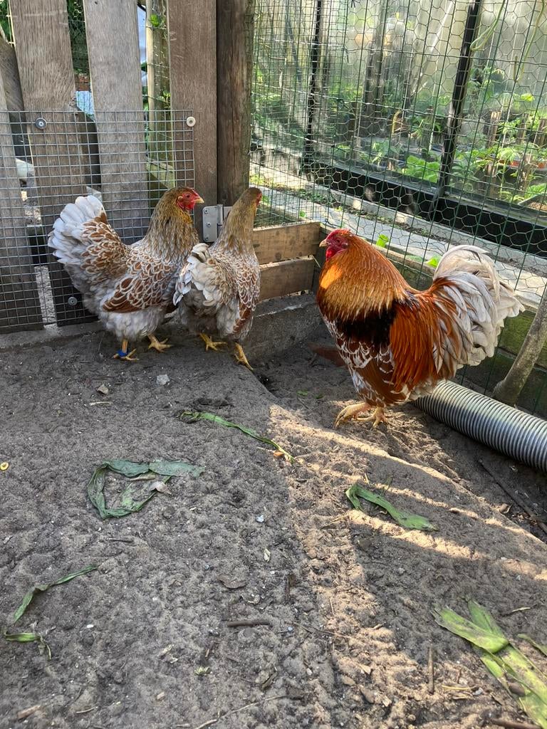 Wyandotte kriel, Dieren en Toebehoren