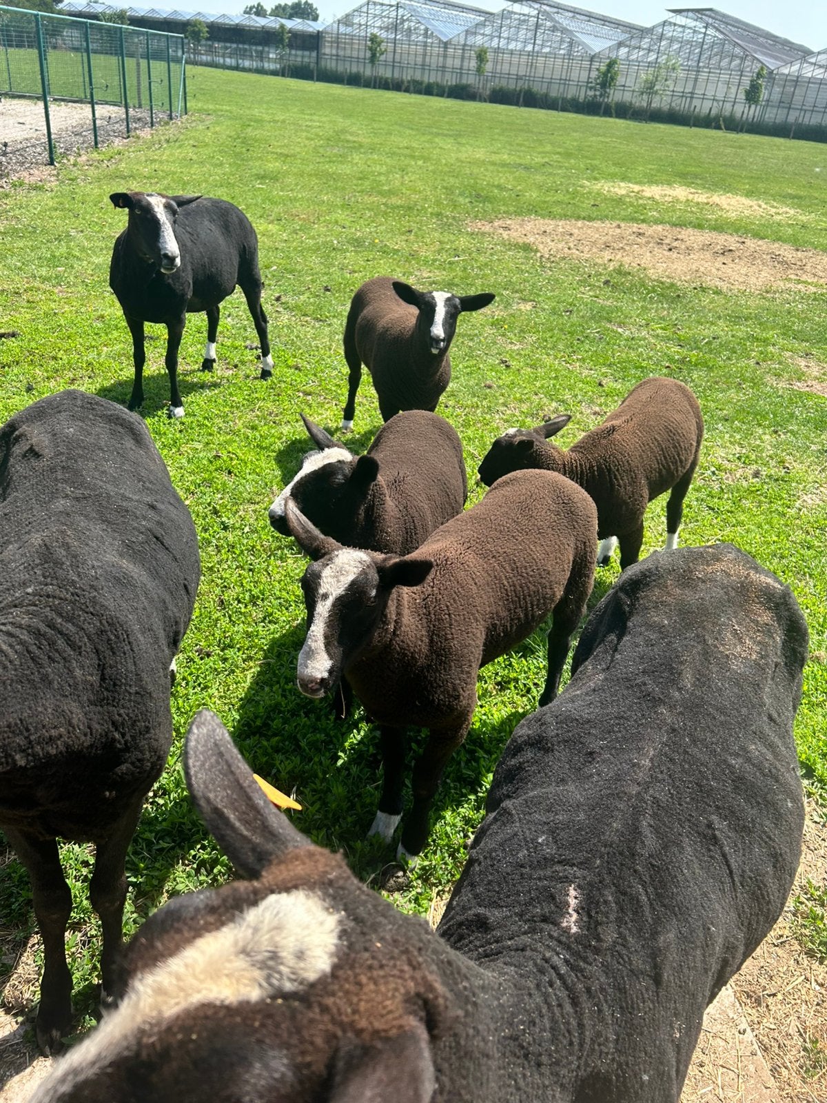 Agneaux noirs à vendre, Animaux & Accessoires, Plusieurs animaux, Mouton, 0 à 2 ans