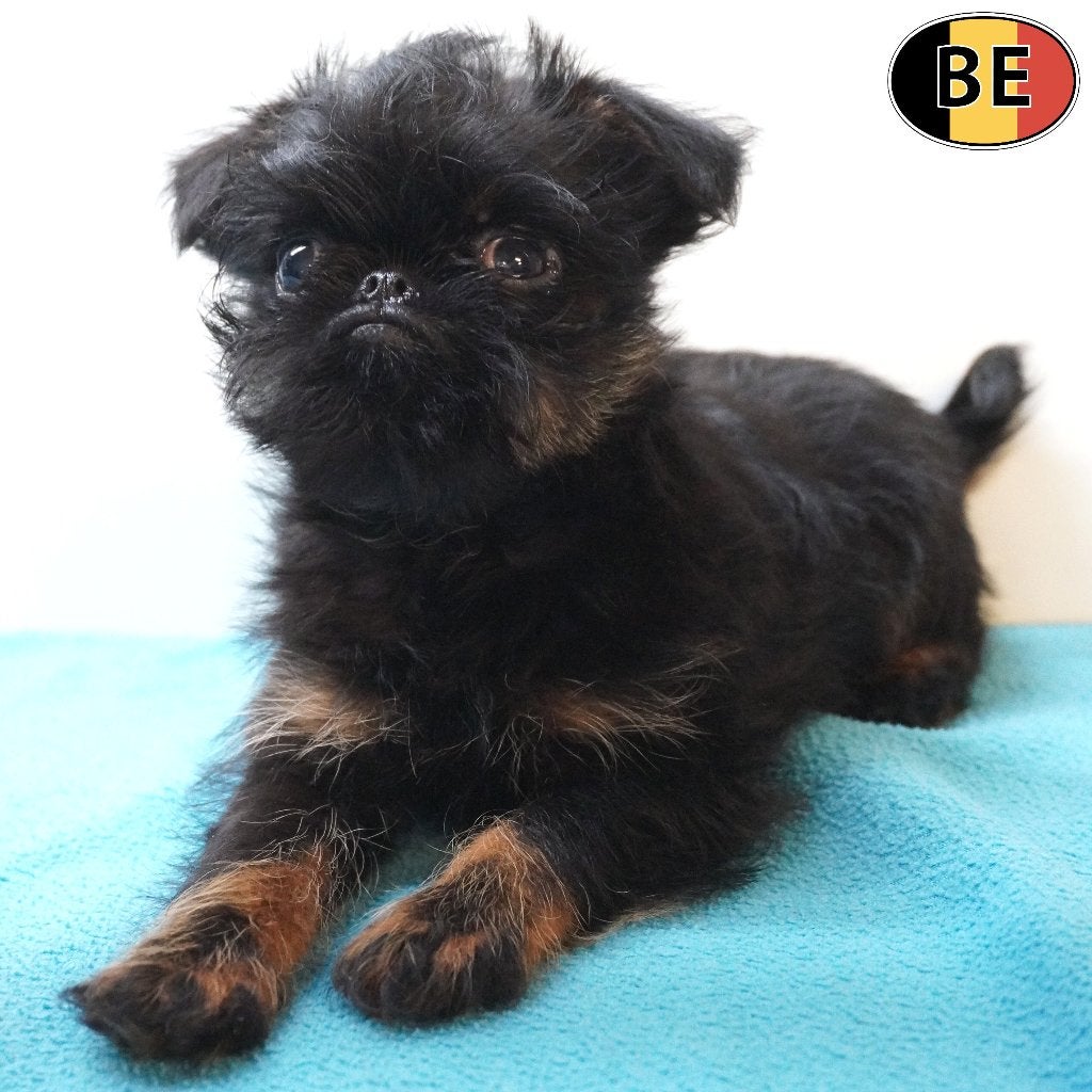 Belgische Griffon (reutje) pup geboren in België - te koop, Parvo, België, 8 tot 15 weken, Eén hond