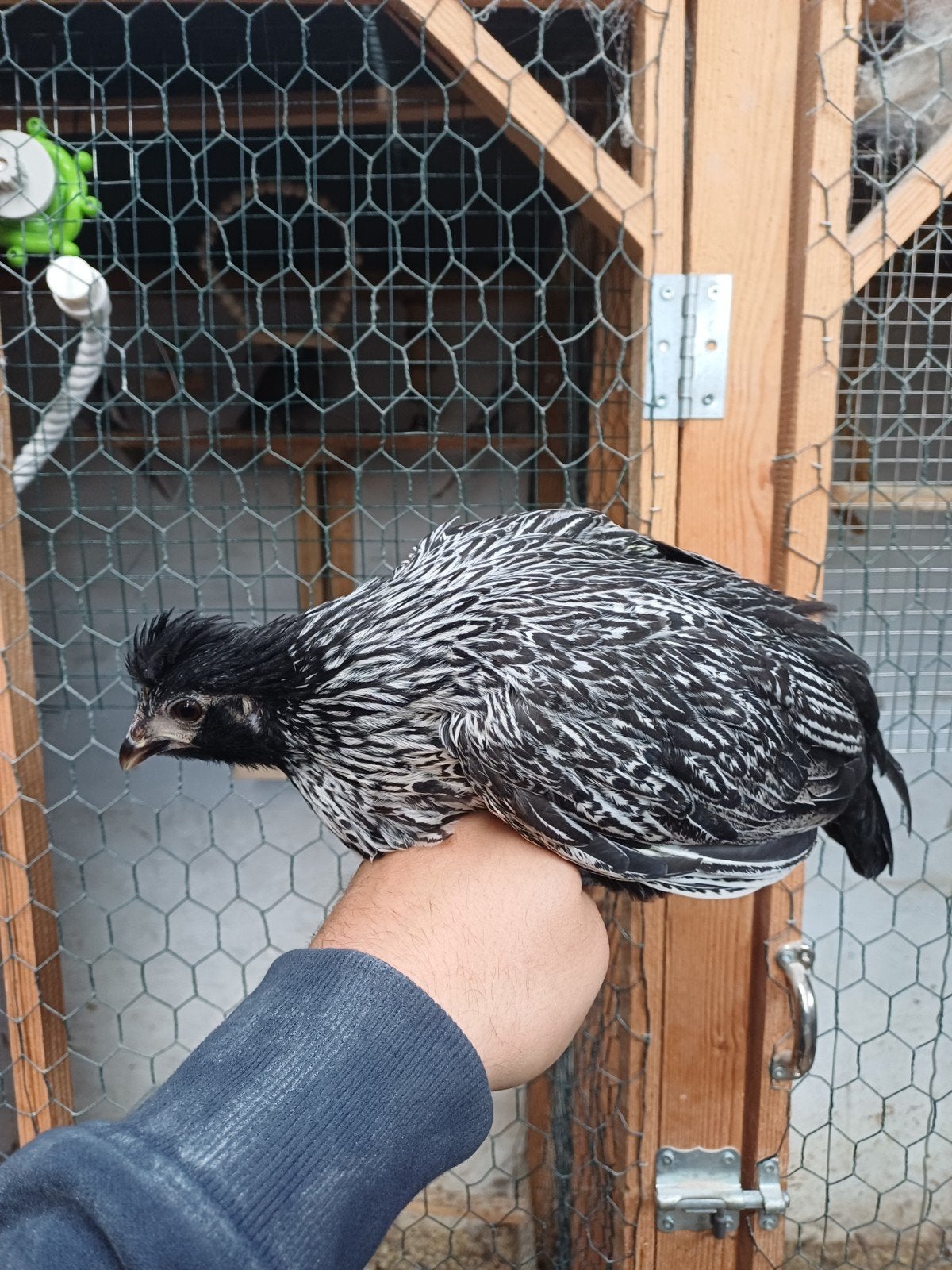 serama x appenzeller