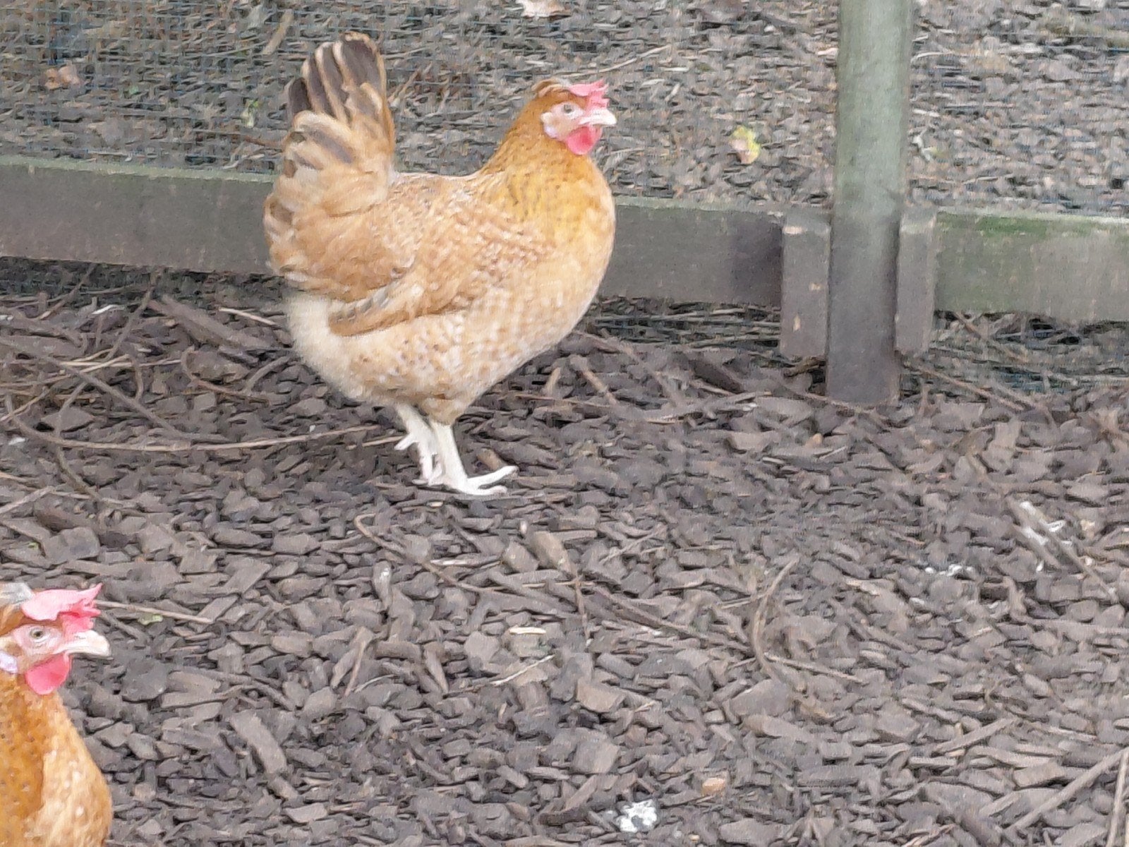 creamlegbar, Dieren en Toebehoren