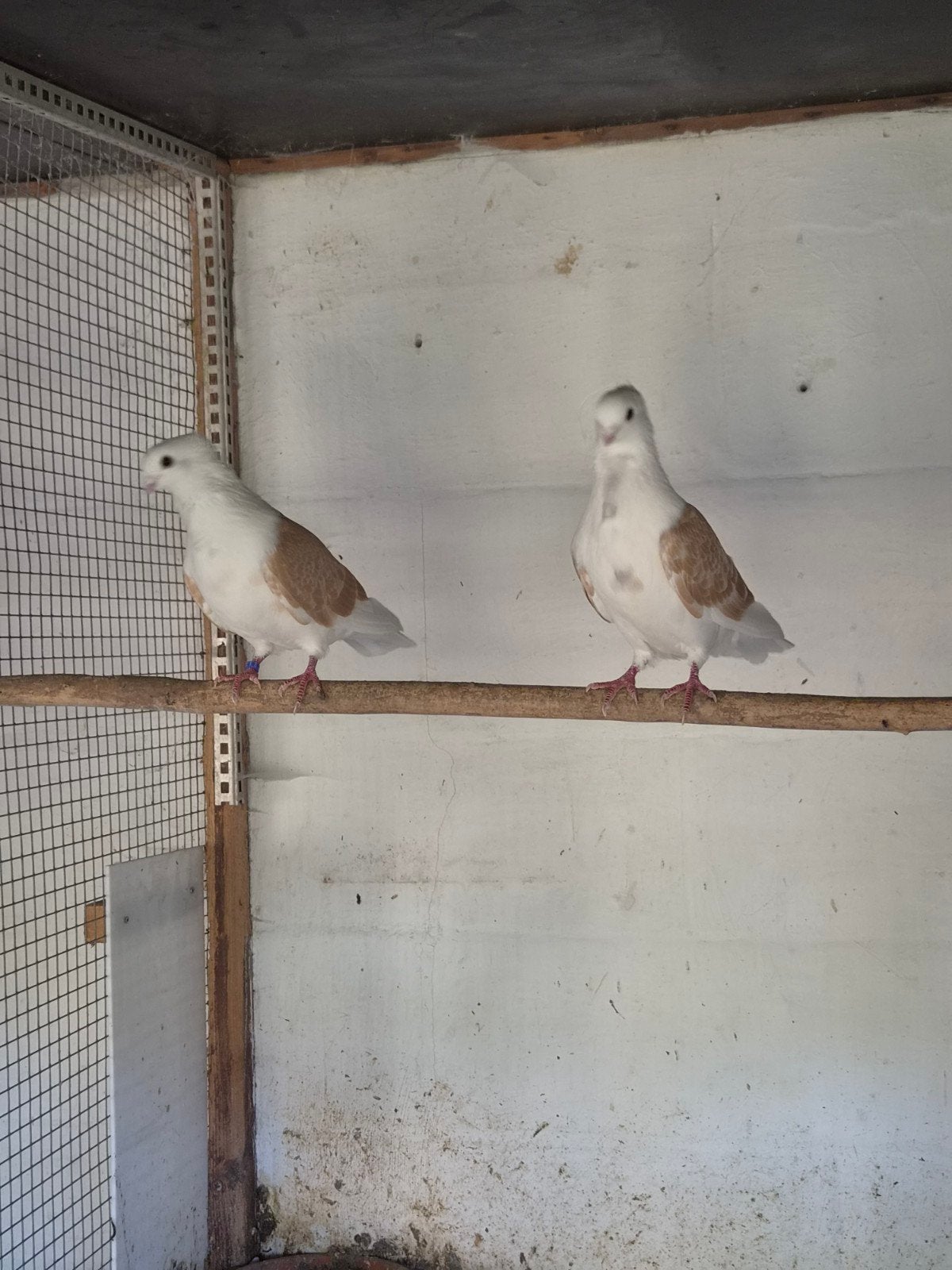 vlaanderse smierel, Dieren en Toebehoren, Vogels | Duiven