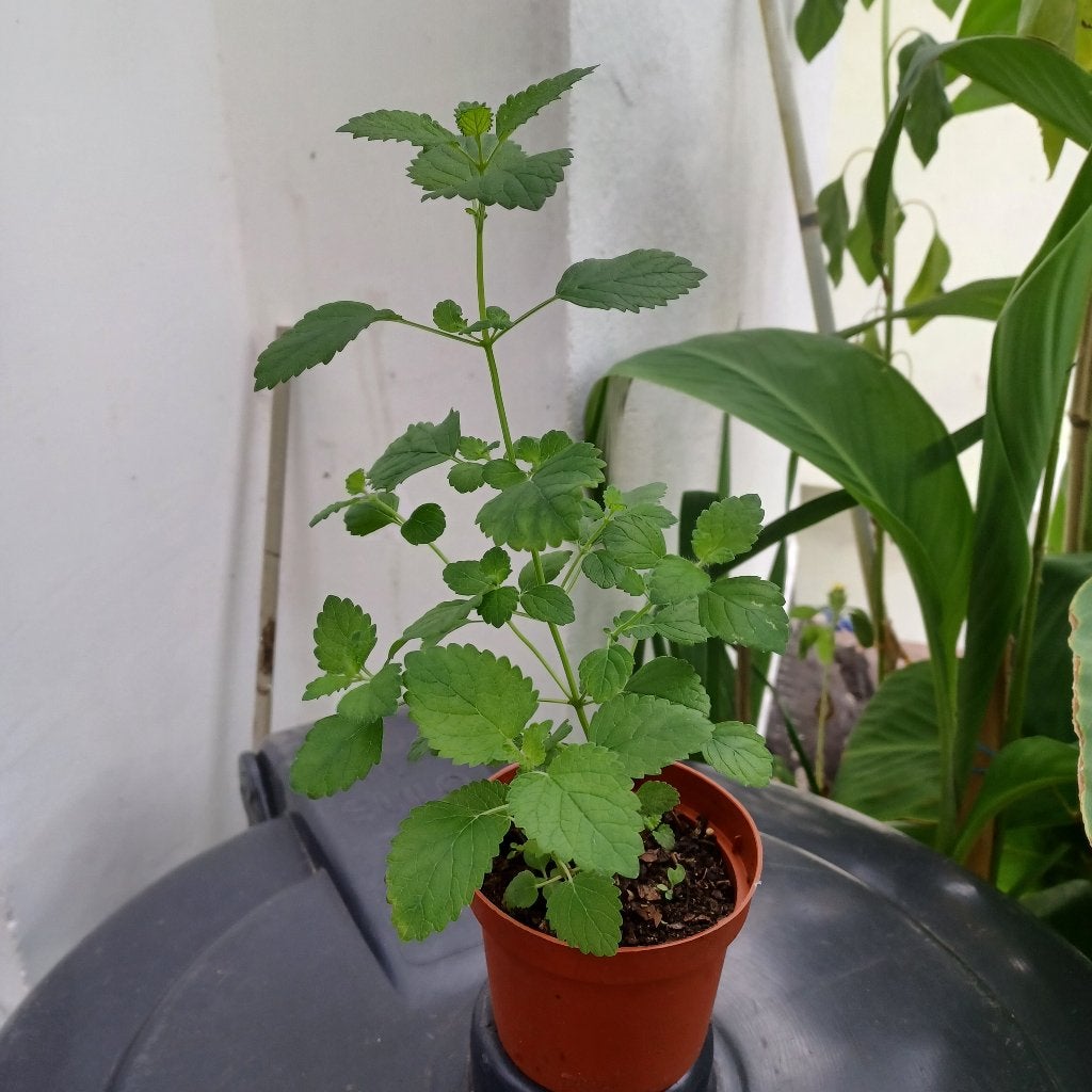 Citronelle, Enlèvement, Été, Plante fixe, Autres espèces