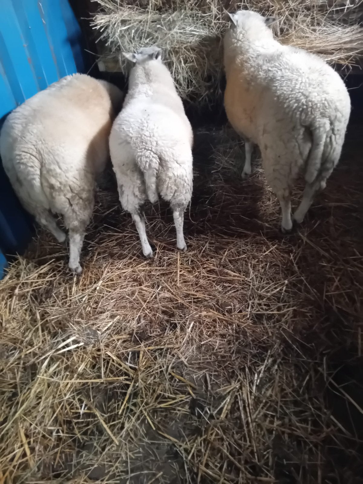 Schaap van 8maanden oud te koop., Dieren en Toebehoren, Mannelijk, Schaap, 0 tot 2 jaar