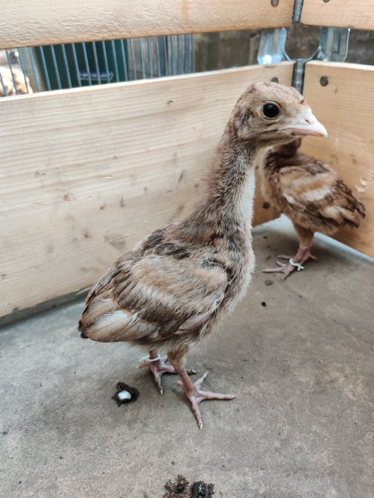 Rode Ardenner kuikentje van 2 weken, Dieren en Toebehoren, Pluimvee, Geslacht onbekend, Kalkoen