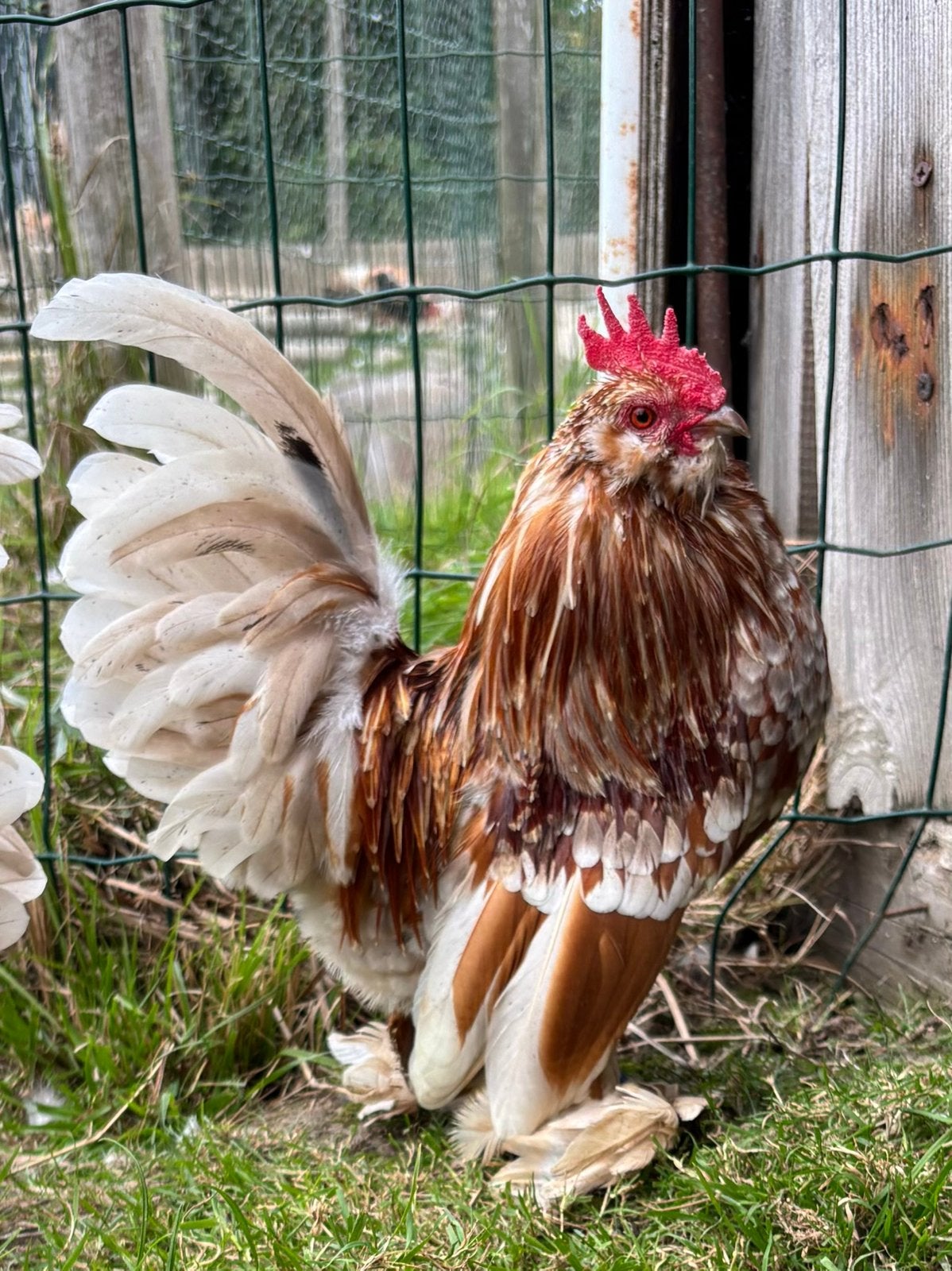 Ukkelse baardkrielen, Mâle, Poule ou poulet