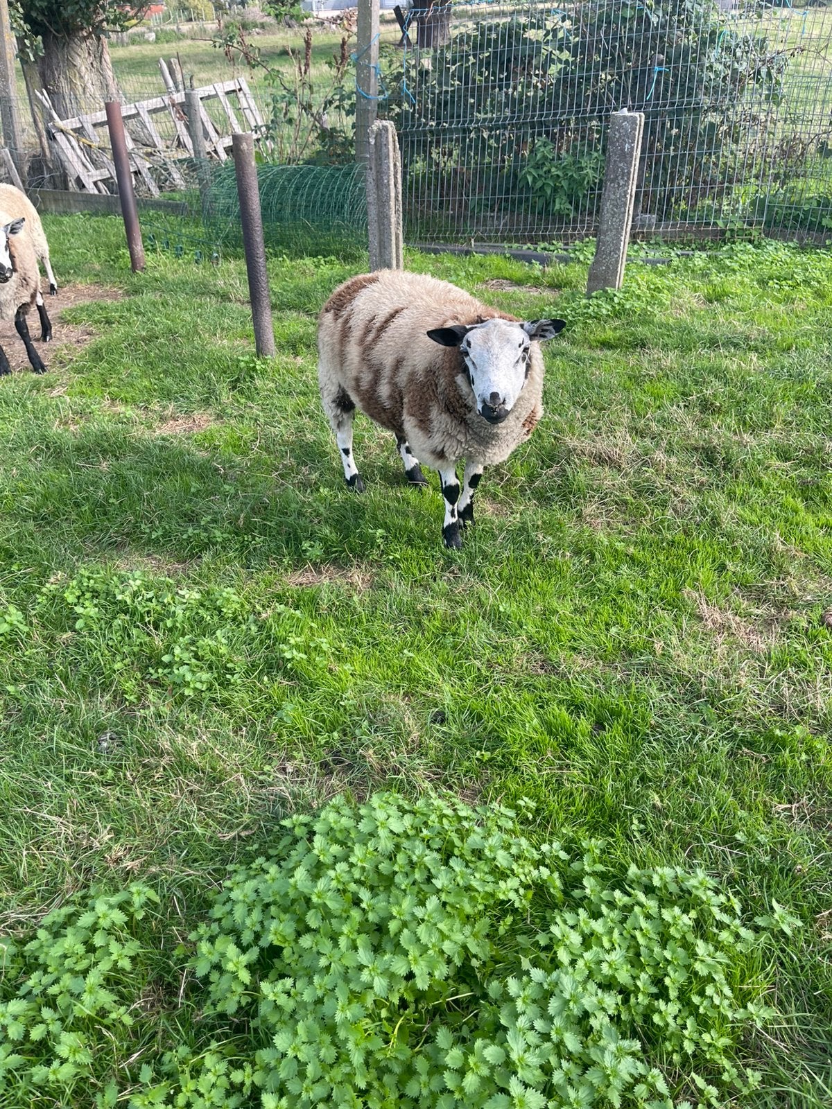 Ram tekoop