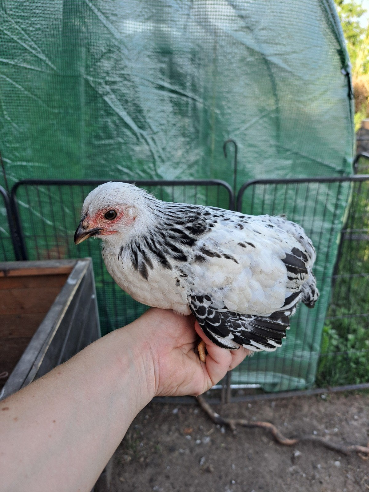 Kuikens Wyandotte kriel columbia, Dieren en Toebehoren