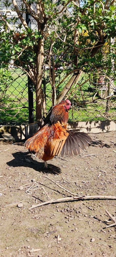 Prachtig klein tam haantje, Dieren en Toebehoren, Pluimvee, Mannelijk, Kip