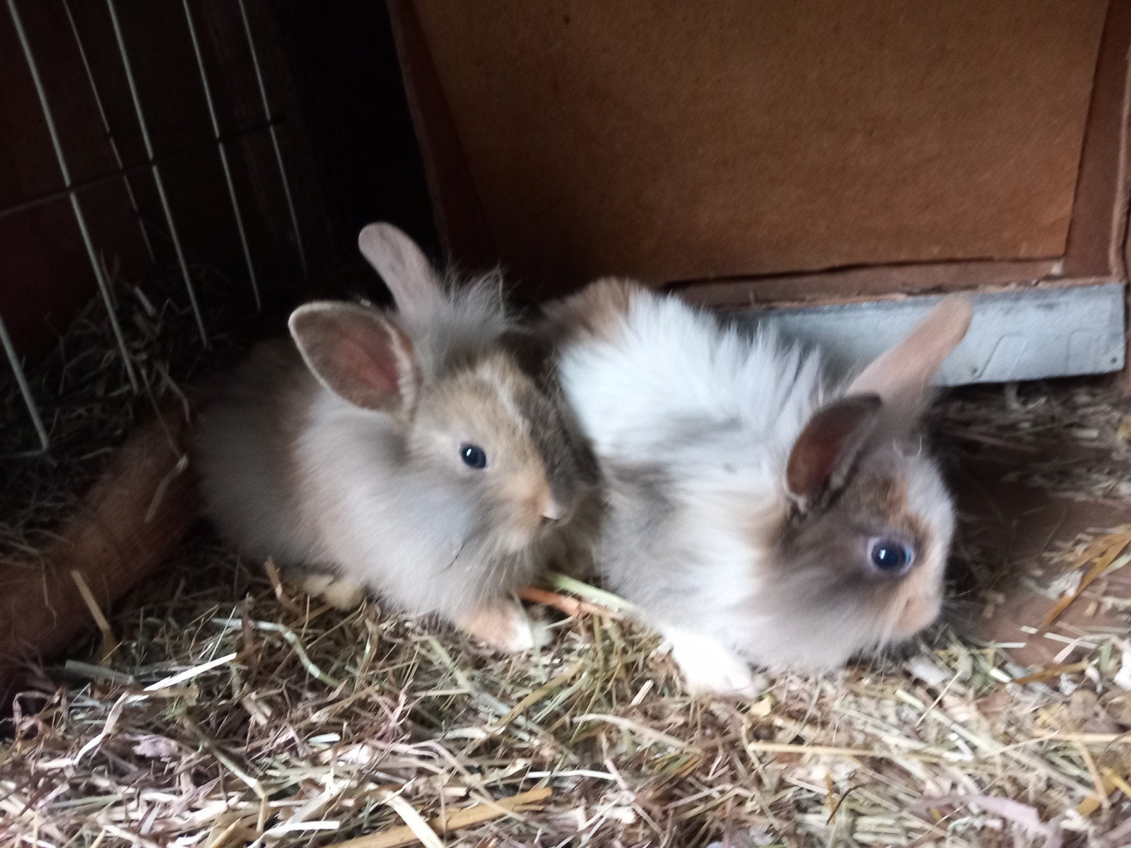Dwergkonijnen, Dieren en Toebehoren, Konijnen, Mannelijk, Dwerg