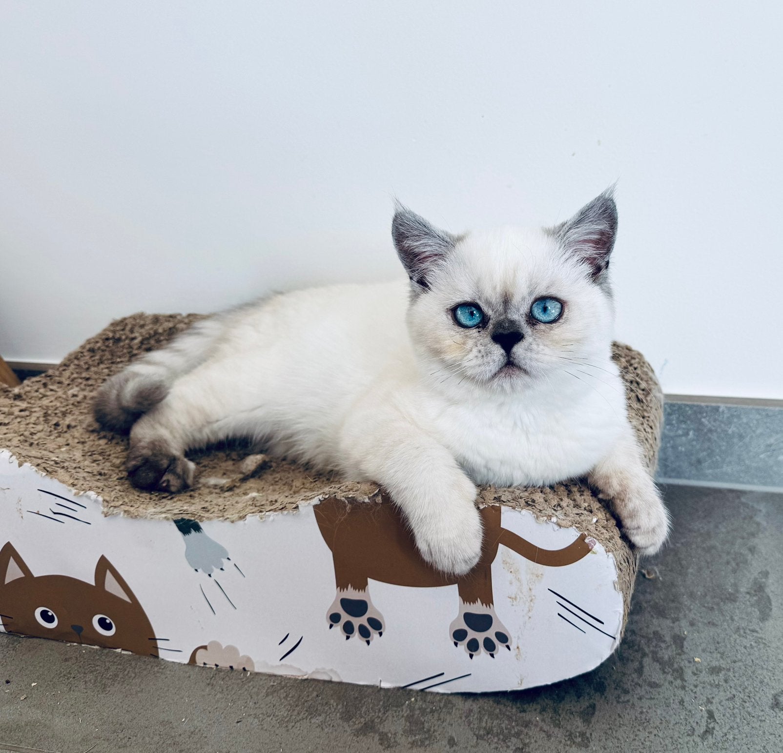 Brits Korthaar kater, Animaux & Accessoires, Chats & Chatons | Chats de race | Poil ras, Chat, Vermifugé, 0 à 2 ans