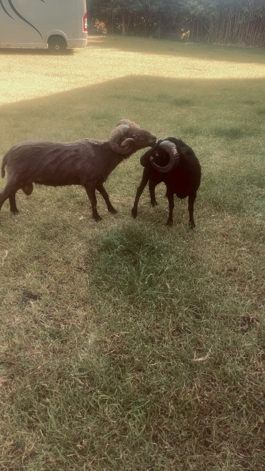 Scheren van schapen alpaca’s & Lama’s BL NL FR ‼️, Février, Sexe inconnu