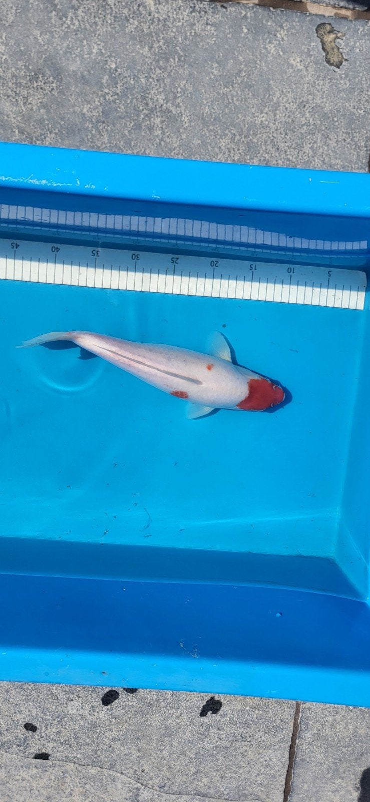 Kohaku koi 30-35 cm