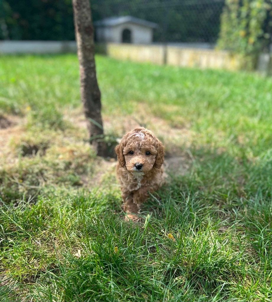 Uit eigen nest Poedelpups te koop, Dieren en Toebehoren, Honden | Chihuahua's en Gezelschapshonden, Meerdere dieren, Poedel, Fokker | Professioneel