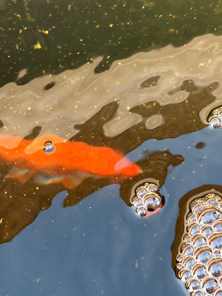 Koi’s, Dieren en Toebehoren, Vissen | Vijvervissen