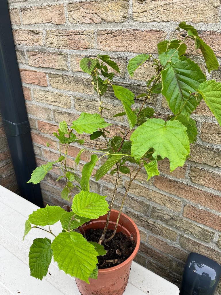 Jonge haagbeuk plant, Tuin en Terras, Ophalen, Haagbeuk, Haag