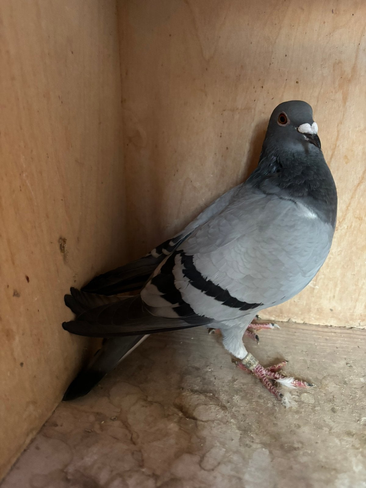 kweekduivin dagfond, Dieren en Toebehoren, Vrouwelijk, Postduif