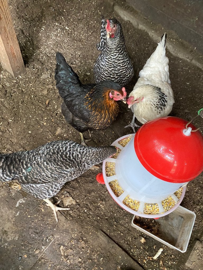kippen te koop, Animaux & Accessoires, Volatiles, Femelle, Poule ou poulet