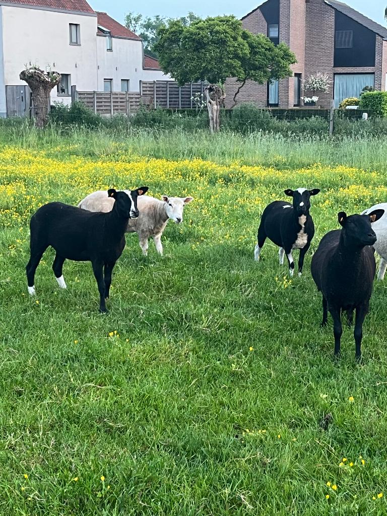 4 jaarling schapen, Dieren en Toebehoren, Schapen, Geiten en Varkens, Vrouwelijk, Schaap, 0 tot 2 jaar
