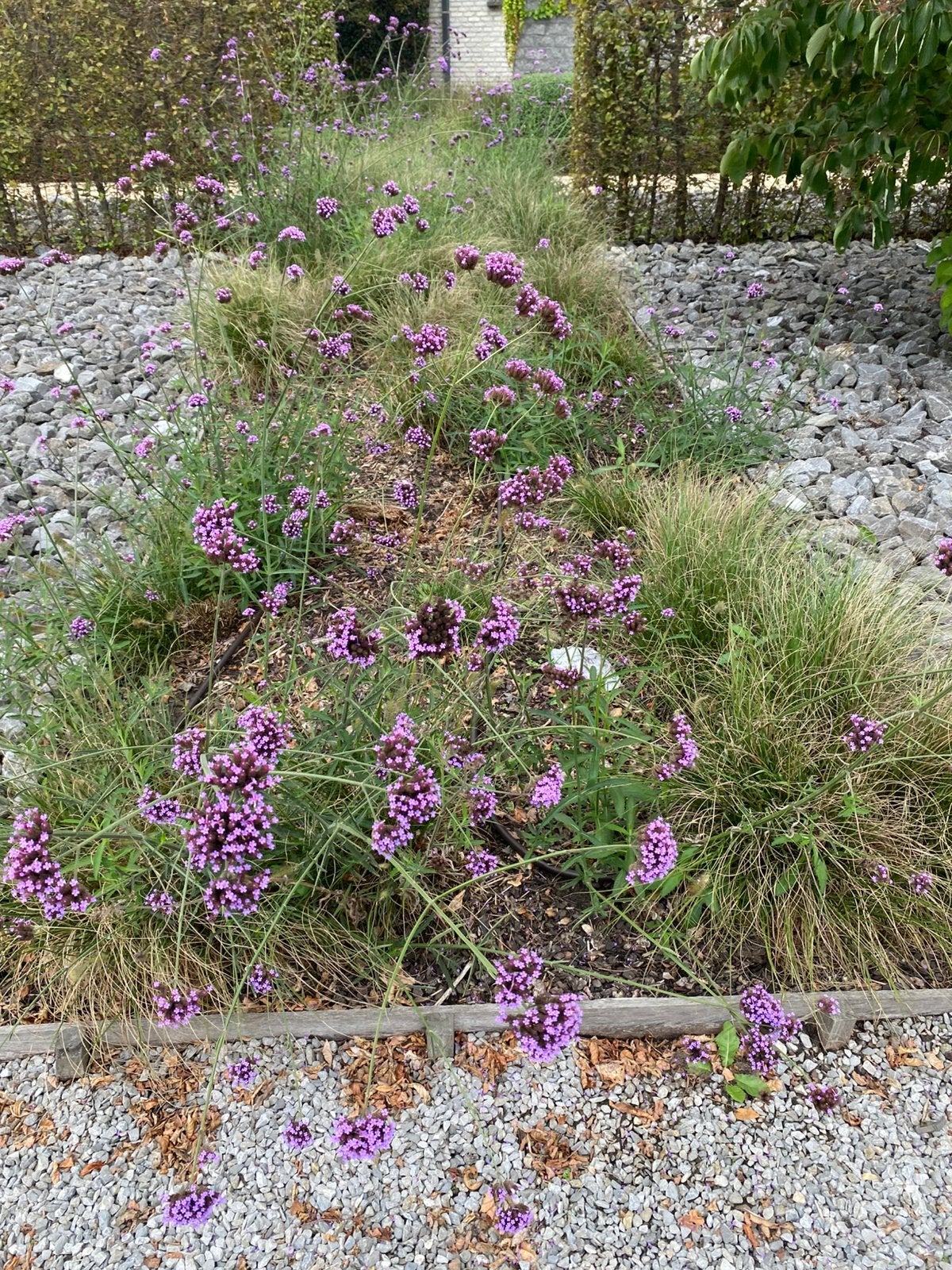 Gratis Verbena bonariensis, Tuin en Terras, Ophalen