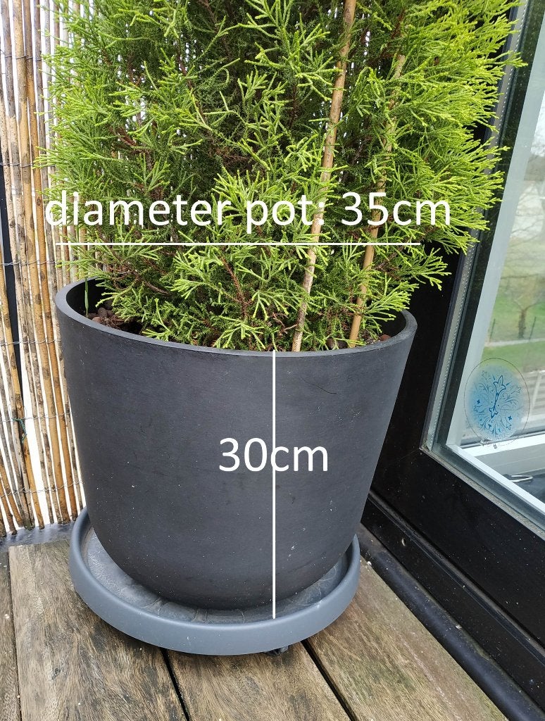 2 potten met Goldcrest/Cypress tree 170cm Hoog, Tuin en Terras, Zo goed als nieuw, Balkon, 70 cm of meer, Ophalen