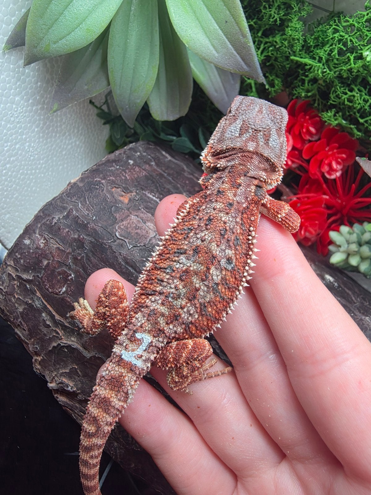 100% Red Monster Hypo vrouw (Baardagaam Top, Dieren en Toebehoren, Reptielen en Amfibieën | Toebehoren, Overige typen, Ophalen
