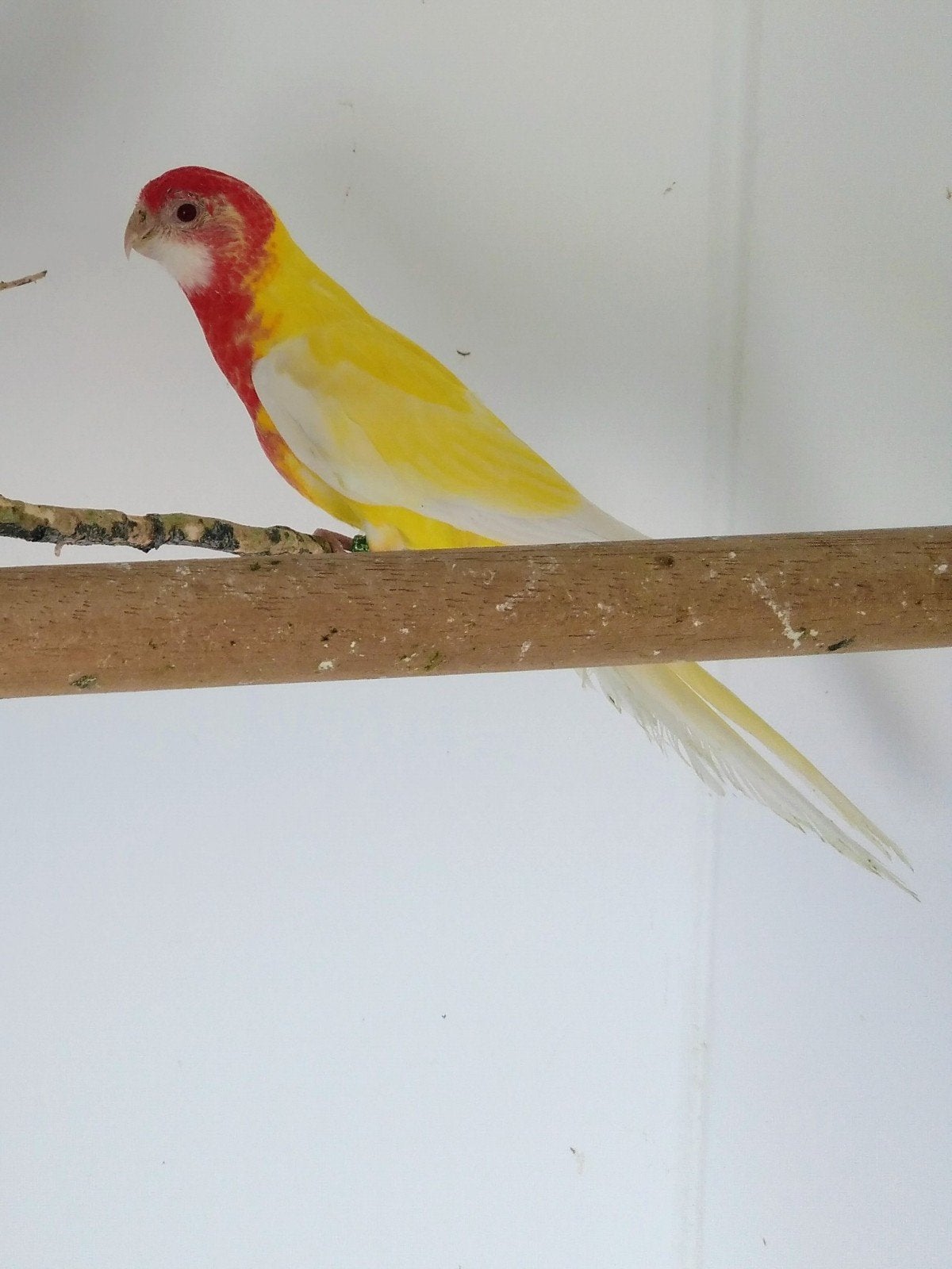 Rosella's, Dieren en Toebehoren, Vogels | Parkieten en Papegaaien, Vrouwelijk, Parkiet, Geringd