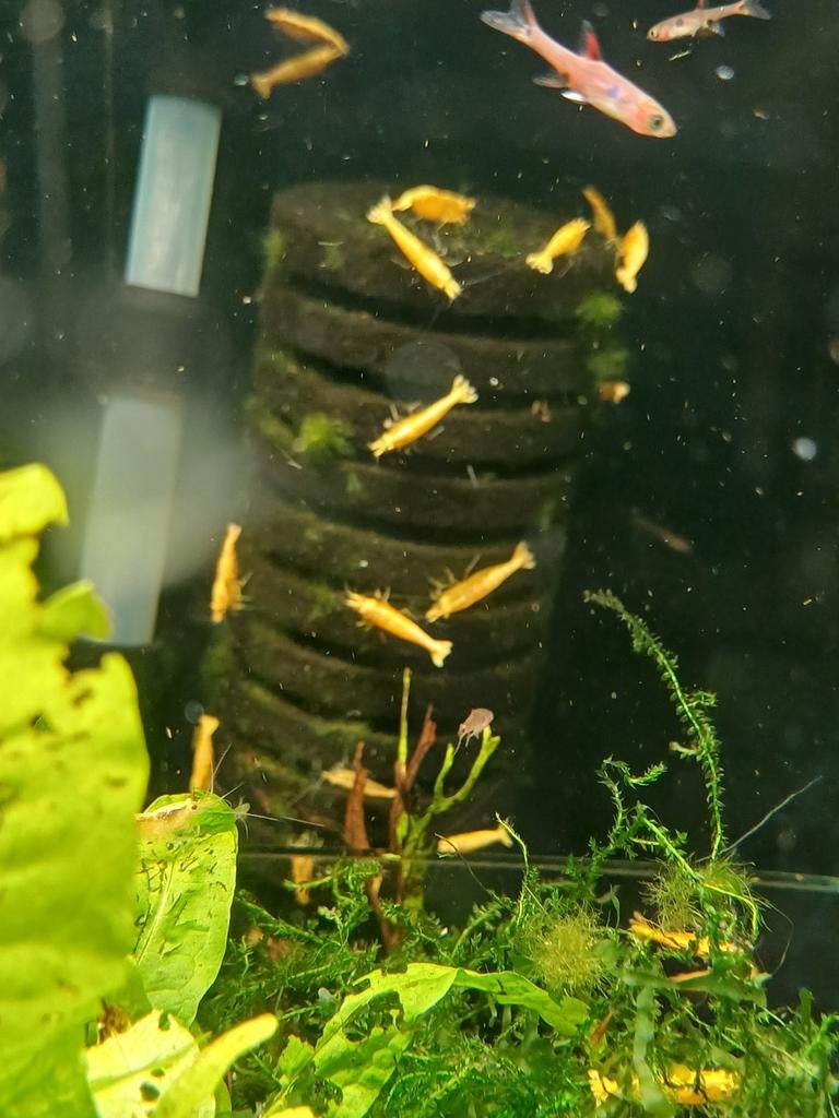 Hobbyaquarium  Crested Cream garnalen, Dieren en Toebehoren, Kreeft, Krab of Garnaal, Zoetwatervis, Schoolvis