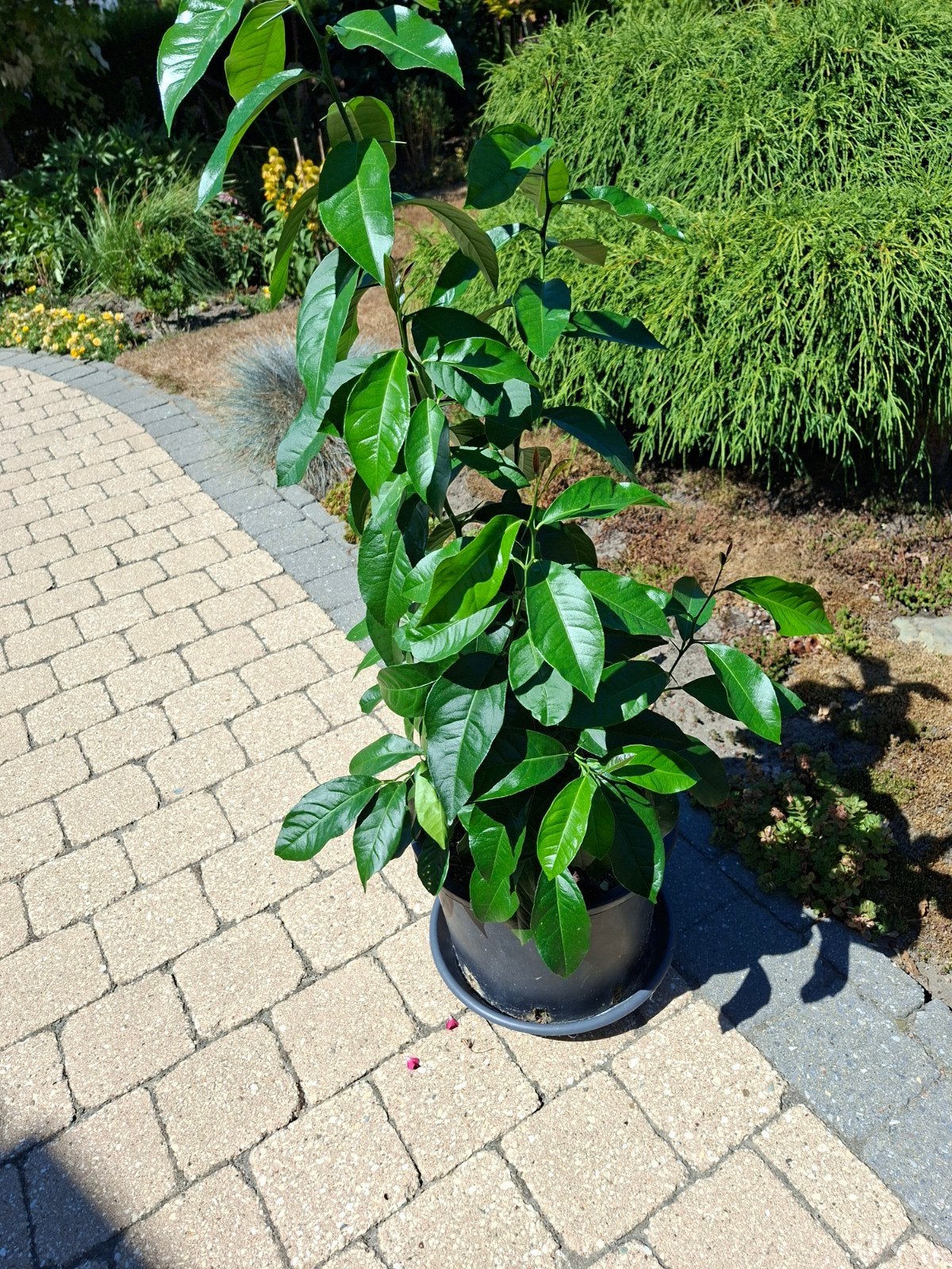 Citroenplant, Tuin en Terras, Planten | Tuinplanten, Ophalen