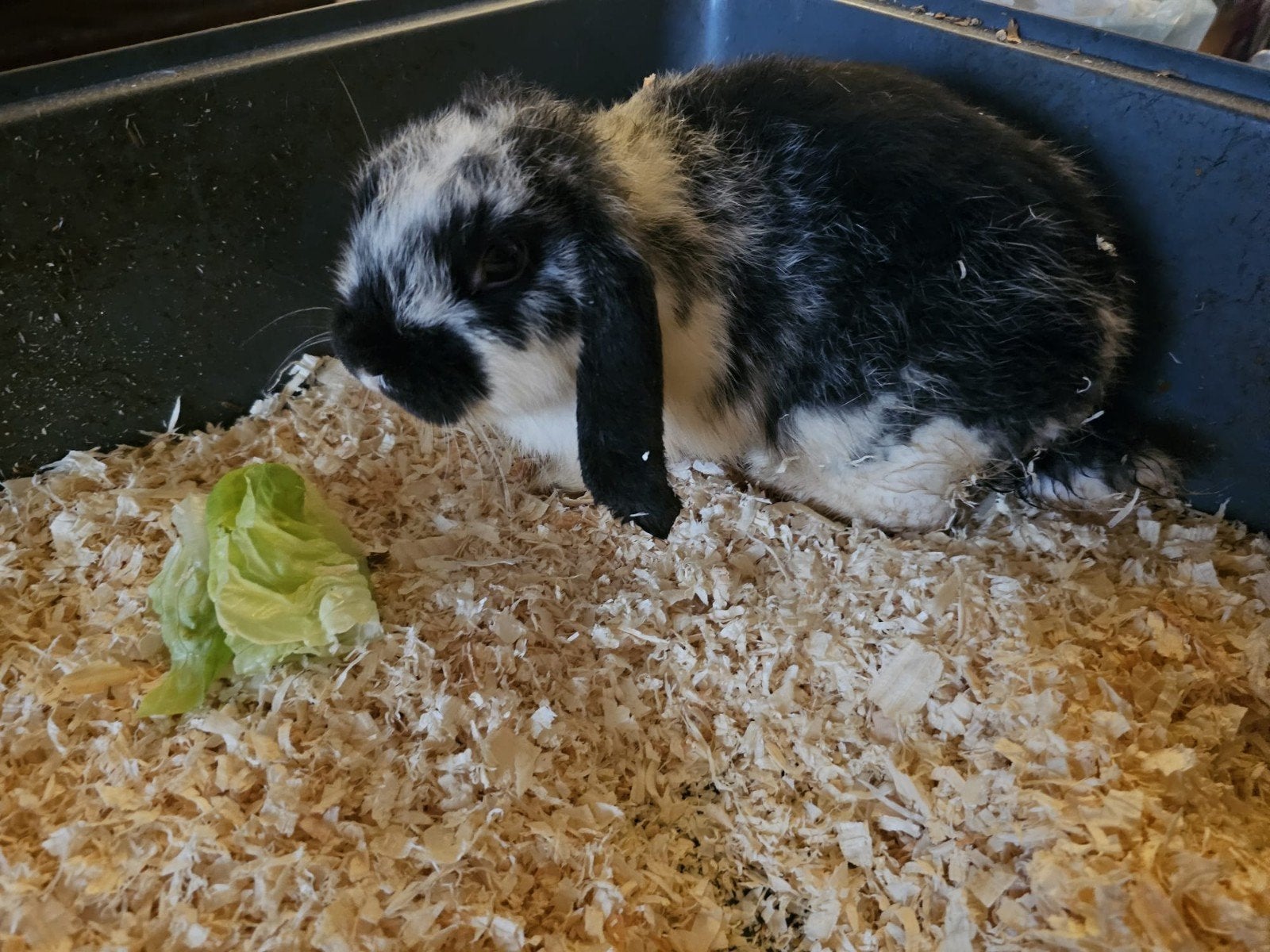 4 lapins (13 semaines), Animaux & Accessoires, Plusieurs animaux, Nain, Oreilles tombantes, 0 à 2 ans