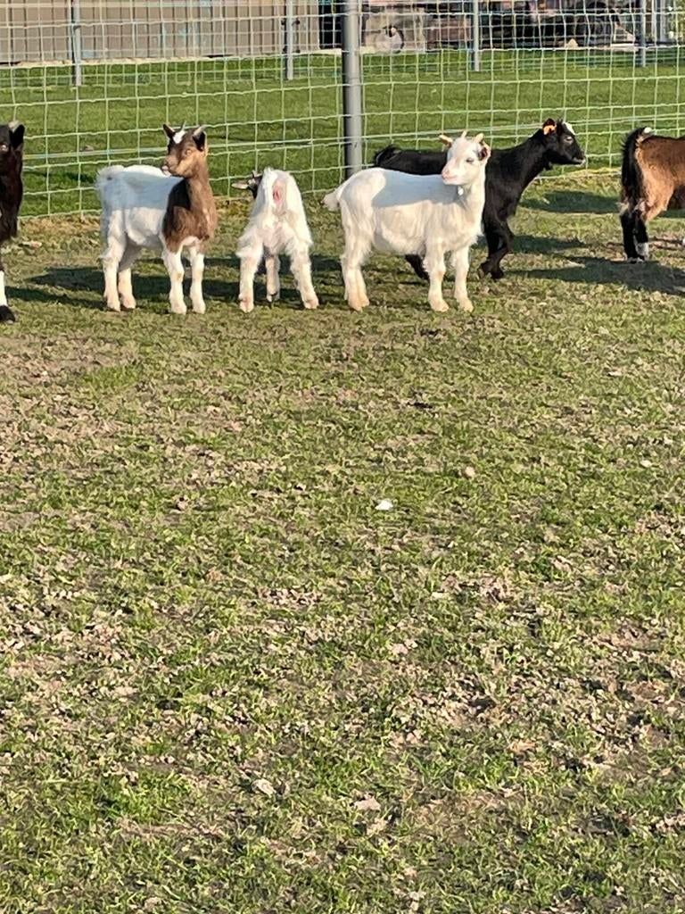 Geitjes lammetjes, Plusieurs animaux, Chèvre, 0 à 2 ans
