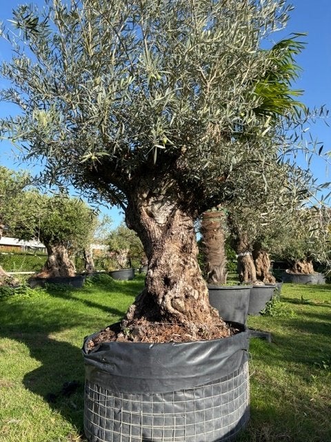 Olea Europaea, robuuste olijfboom te koop NR: BA-20, Jardin & Terrasse, Plein soleil, Enlèvement, Printemps, 100 à 250 cm
