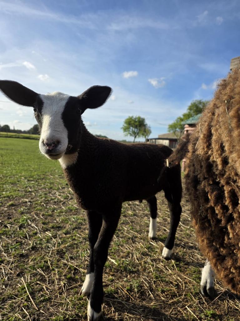 Zwartbles schaap bokje, Dieren en Toebehoren