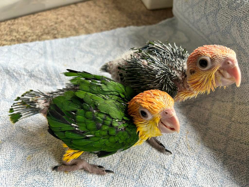 Handtamme roestkop caique, Geslacht onbekend, Papegaai, Geringd