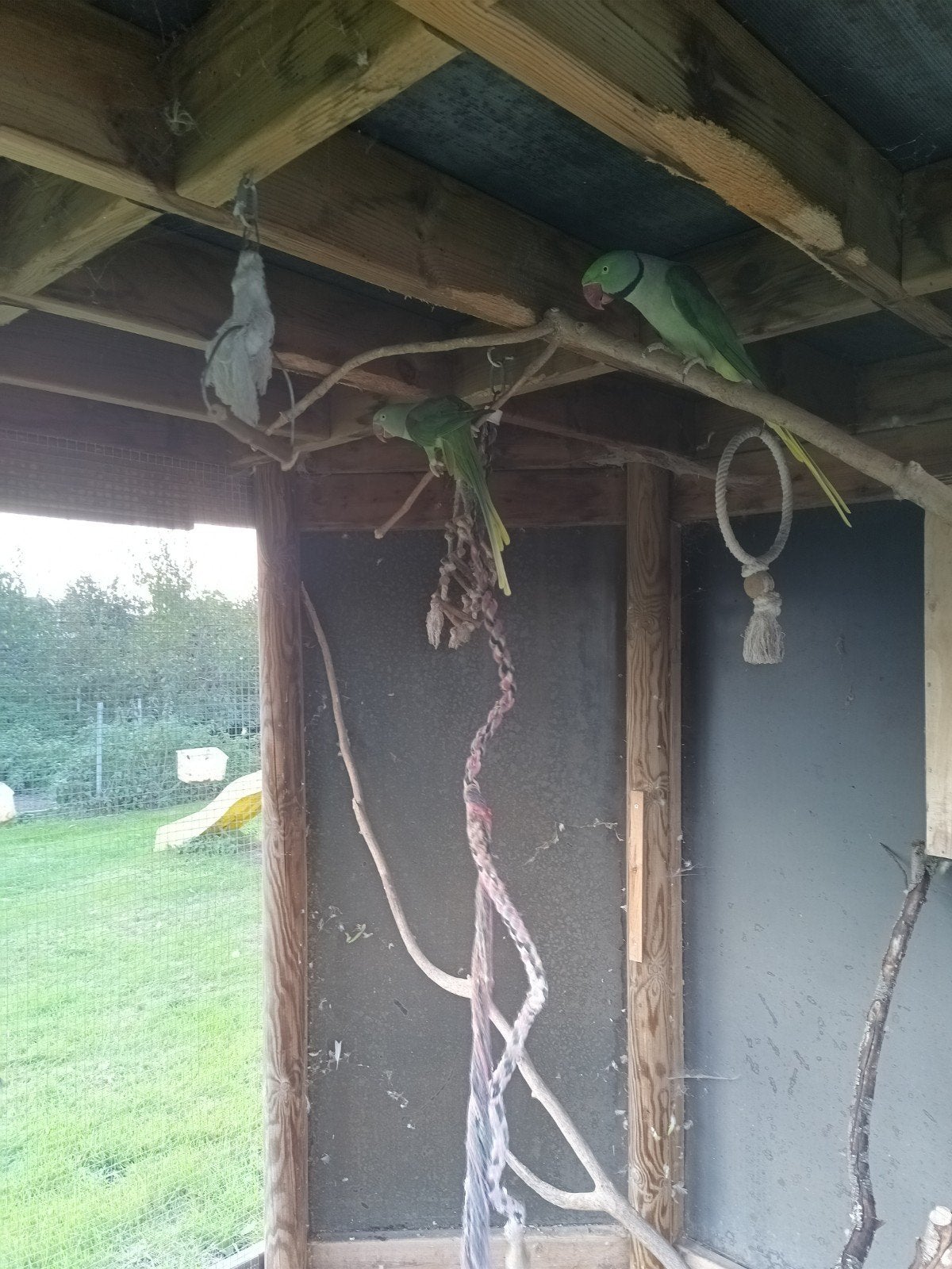 Koppel Alexanderparkieten, Plusieurs animaux, Perruche, Bagué