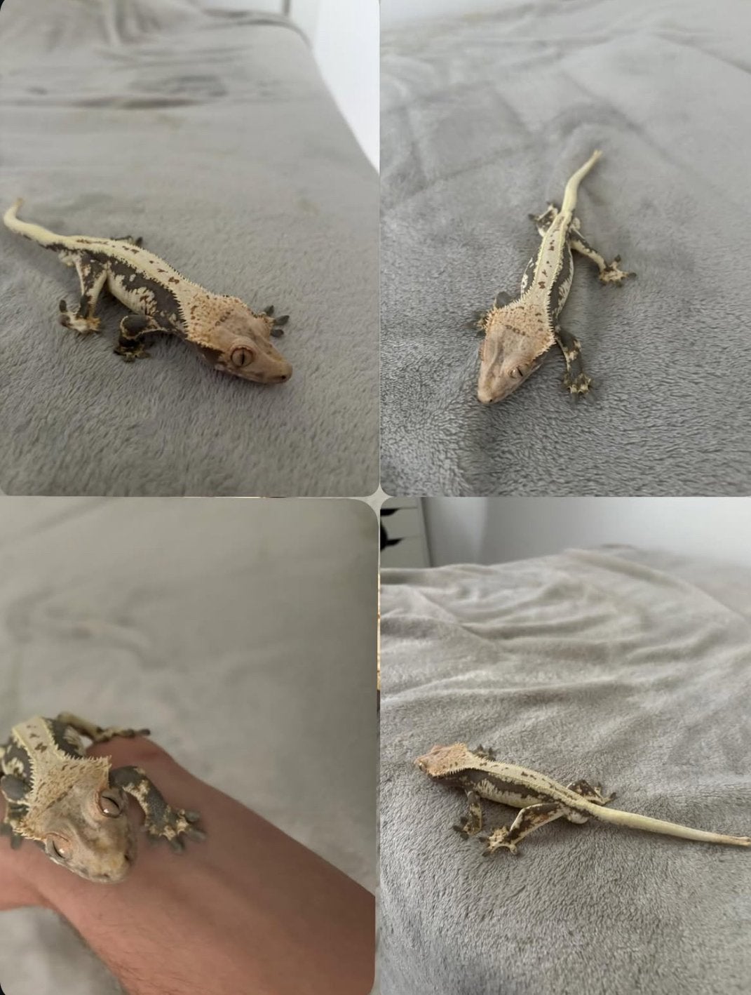 Gecko à crête mâle LW | Wimpergekko man LW, Animaux & Accessoires