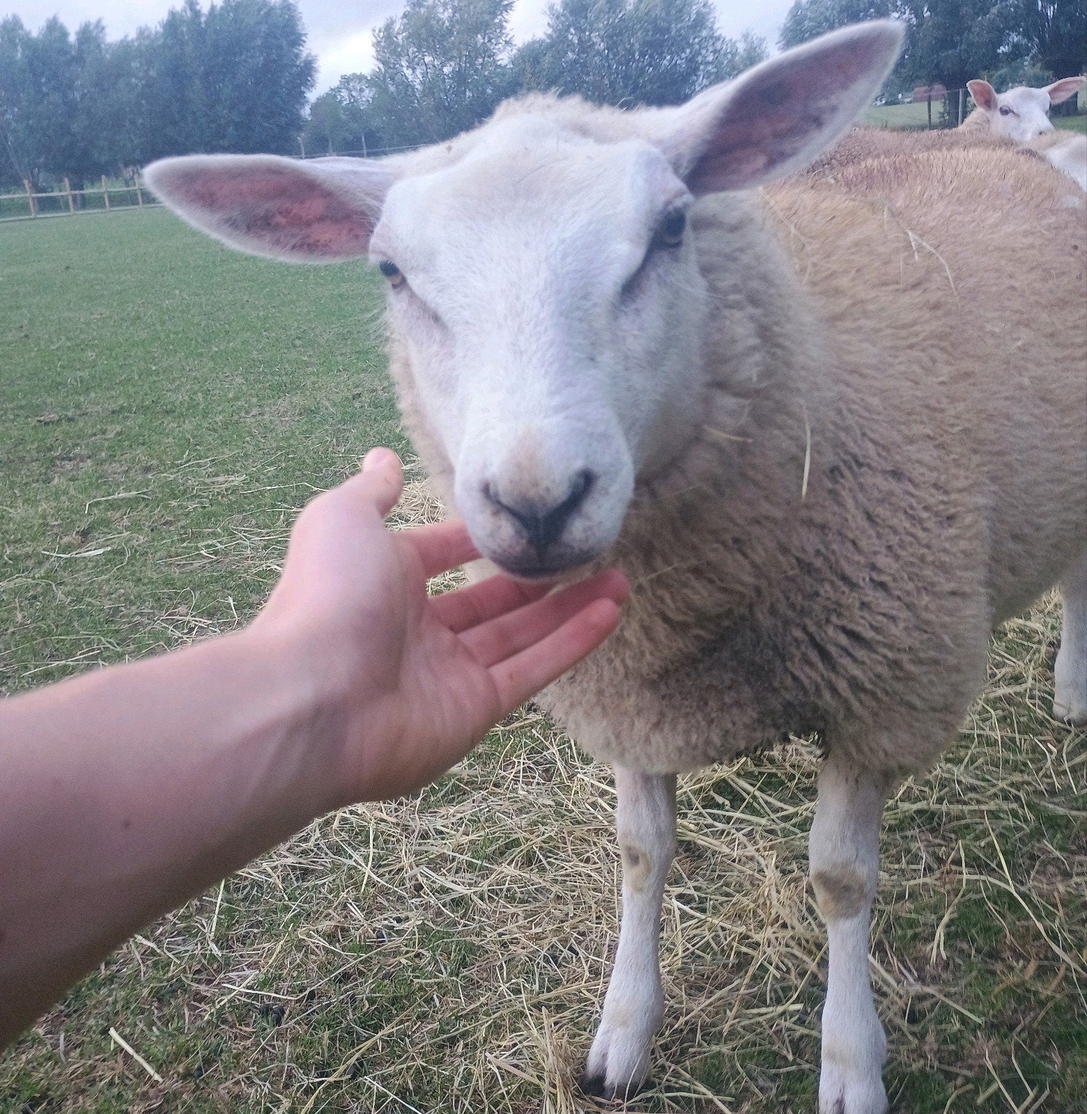 Handtamme schapen, ooien en rammen te koop (swifter), Meerdere dieren, Schaap, 0 tot 2 jaar