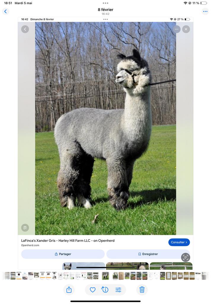 Cherche jeune alpaga gris, Janvier, Mâle