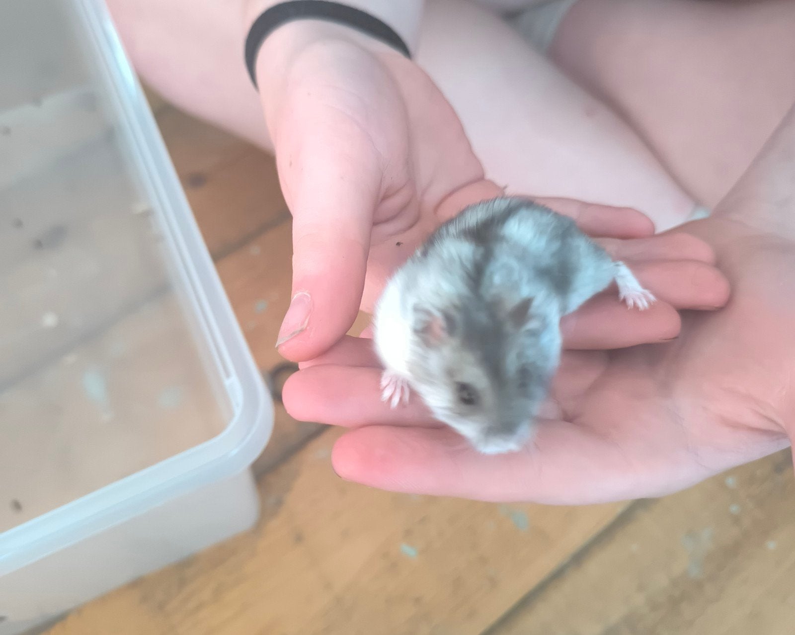 Russische dwerghamsters, Dieren en Toebehoren, Knaagdieren, Meerdere dieren, April