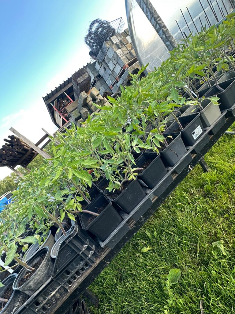 Tomaten bloemkool pompoenen, Tuin en Terras, Ophalen, Groenteplanten