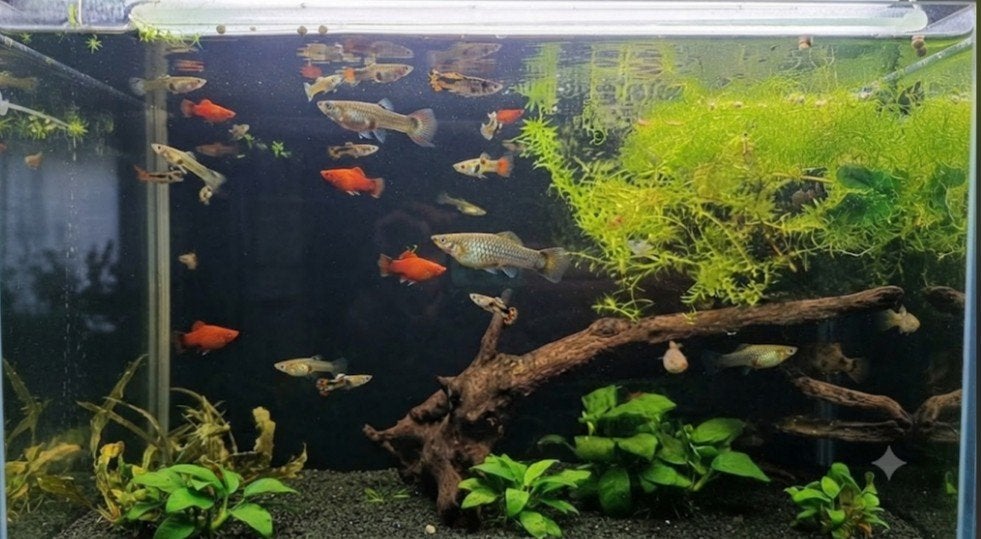 Titel: Platy's,guppy's,Endler mannetjes ruilen tegen inteelt, Ophalen