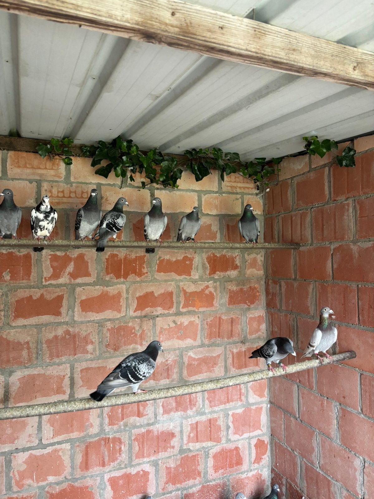 Postduiven, Dieren en Toebehoren, Meerdere dieren, Geringd