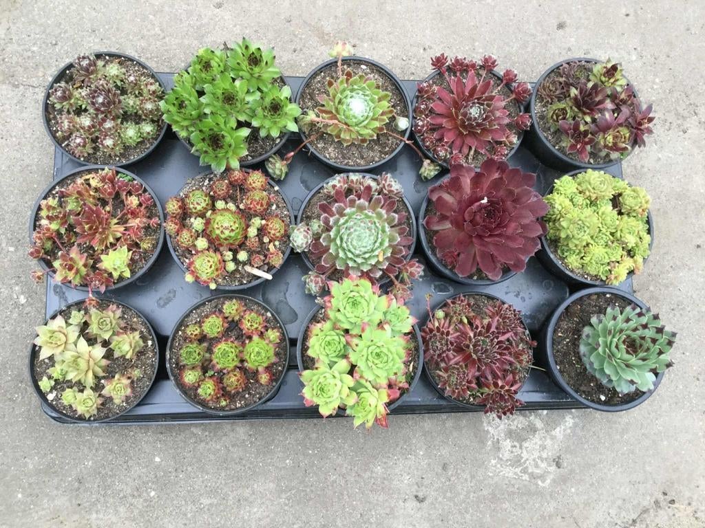Vetplantjes en rotsplanten, 1 euro het stuk, Tuin en Terras, Ophalen