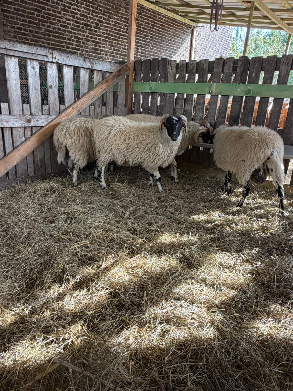 Scottish Blackface 4 agneaux mal à vendre, Mâle, Mouton, 0 à 2 ans