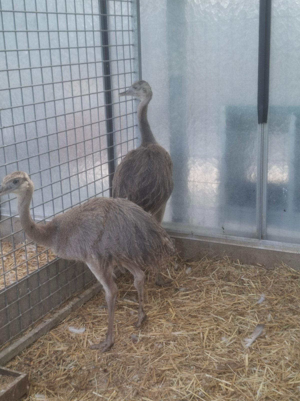 Nandoes , jong koppel van dit jaar, grijze, mooie dieren