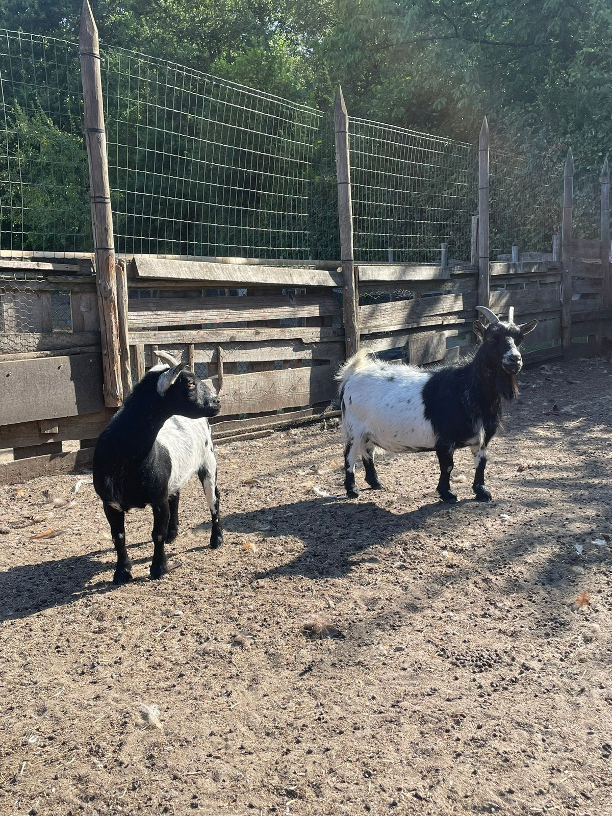 Dwerggeiten, niet gesteriliseerd, Dieren en Toebehoren, Schapen, Geiten en Varkens, Vrouwelijk, Geit, 3 tot 5 jaar